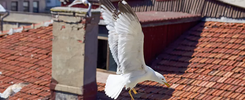 Residential Chimney Animal Removal Solution in Lake Shore, MD