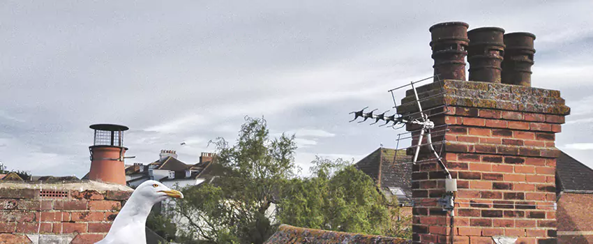 Chimney Cleaning And Restoration in Lake Shore, Maryland